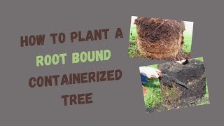 Rootball Shaving How to Plant Root Bound Container Trees [upl. by Alahc145]