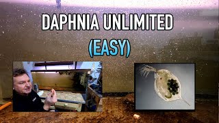 How I Raise Daphnia Water Fleas And You Can Too [upl. by Alver]