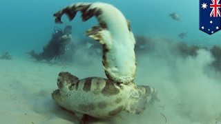 Wobbegong sharks caught on camera thrashing underwater in mating ritual off Gold Coast  TomoNews [upl. by Ruel]