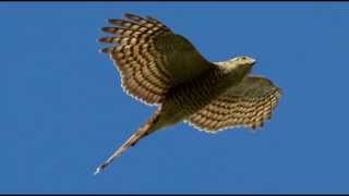 Sparrowhawk Bird Call Bird Song [upl. by Ninazan]