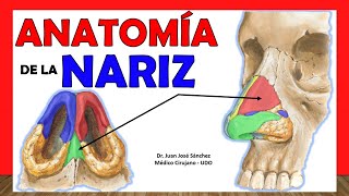 🥇 ANATOMÍA DE LA NARIZ ¡Explicación Fácil y Sencilla [upl. by Idalla638]