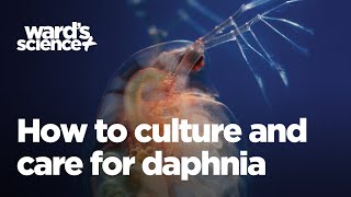 Caring and Culturing for Daphnia [upl. by Ivana601]