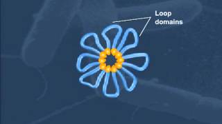 Cell StructureBacterial Chromosome Compaction [upl. by Noah319]