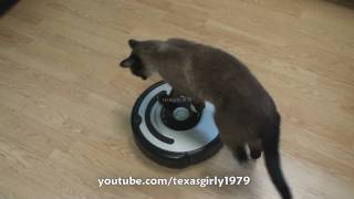 Cat shows HOW TO use iRobot Roomba Vacuum [upl. by Dorinda]