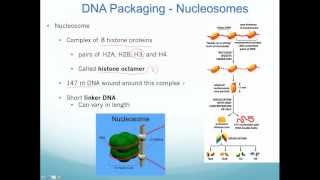 Chromatin Nucleosomes and Epigenetic Inheritance [upl. by Akenat]