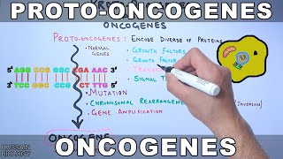 ProtoOncogenes and Oncogenes [upl. by Aneen]