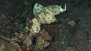 Wobbegong Shark eating a Black Tip Reef Shark [upl. by Meghan]