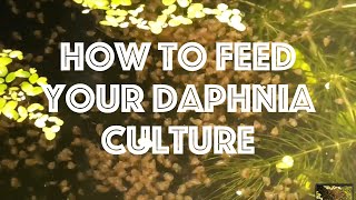 How To Feed Your Daphnia Culture [upl. by Nayt]