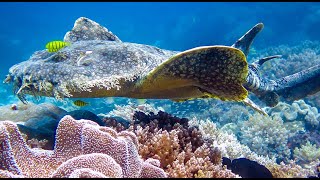 Tasselled Wobbegong Shark [upl. by Kristof687]