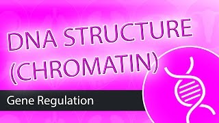 DNA Structure Chromatin [upl. by Elleahcim]