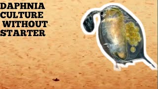 HOW TO CULTURE DAPHNIA NATURALLY WITHOUT A STARTER [upl. by Barboza161]