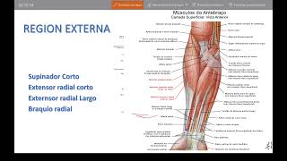 Músculos del Antebrazo Región Externa 13 [upl. by Worrad]