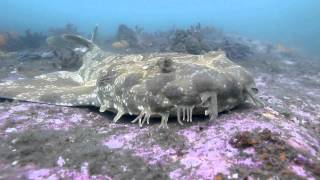 Spotted Wobbegong Orectolobus maculatus at Bare Island Sydney Australia [upl. by Charil]