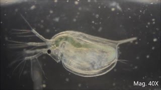 Daphnia magna under the Microscope [upl. by Druce]