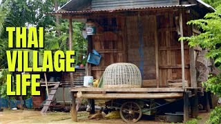 VILLAGE LIFE IN THAILAND what its like in a small Issan villageชีวิตในหมู่บ้านพิมายประเทศไทย [upl. by Yenreit]