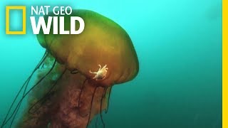 This Jellyfish Contains an Ecosystem  Nat Geo Wild [upl. by Ellicott]