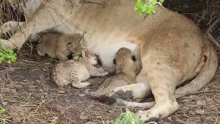 Tiny newborn lion cubs Serengeti  African Family Safaris [upl. by Enihpled]