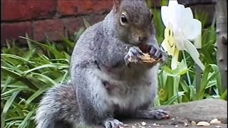 How Do Squirrels Find Food  Clever Critters  BBC Earth [upl. by Stephanus]