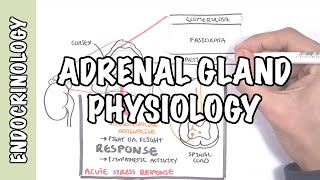 Endocrinology  Adrenal Gland Hormones [upl. by Akimal]