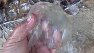 VENOMOUS BOX JELLYFISH Catching amp Eating [upl. by Elleuqar]