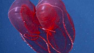 Bloodybelly Comb Jelly [upl. by Cari]