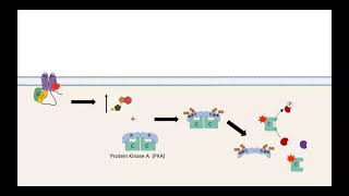 GPCR AC cAMP PKA pathway [upl. by Rafaelia]