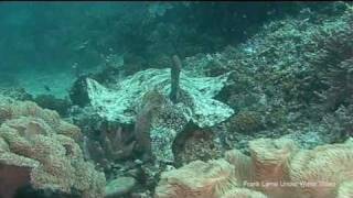 wobbegong sharks [upl. by Auop]