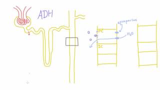 How does Antidiuretic Hormone ADH work [upl. by Aernda]