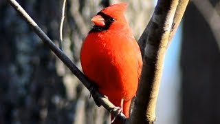 Cardinal Chirping Sounds  Male [upl. by Ayala]