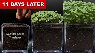 WILD Mustard Seeds Growing Timelapse [upl. by Koffler]