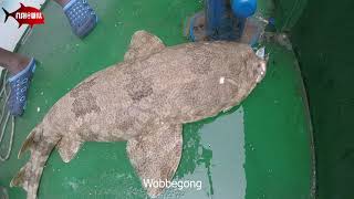 Wobbegong Carpet Shark [upl. by Ahsenev108]