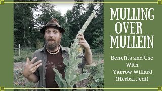 Mulling over Mullein  Benefits and Uses with Yarrow Willard Herbal Jedi [upl. by Erinna]