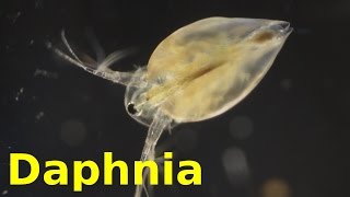 Daphnia [upl. by Sig]