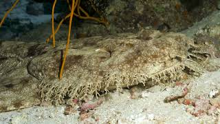 Tassled Wobbegong [upl. by Murielle]