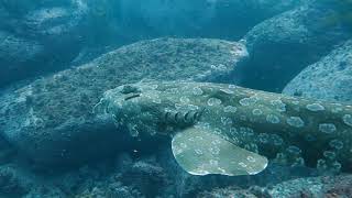 Wobbegong shark swimming [upl. by Jennine]