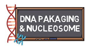 DNA Packaging amp Nucleosome  Chromosome Formation  Pocket Bio [upl. by Fachini]