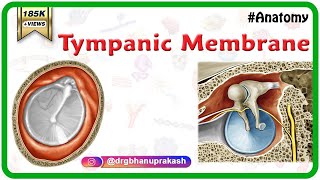 Tympanic Membrane Anatomy  Head and neck Anatomy medical animations  USMLE Step 1 [upl. by Neelloc705]