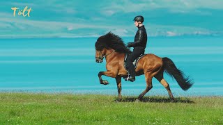 5 gaits of the Icelandic horse [upl. by Esenaj]