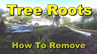 Yard Drain  How to Cut Large Tree Roots [upl. by Ryhpez]