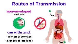 Routes of Viral Transmission [upl. by Sucam589]