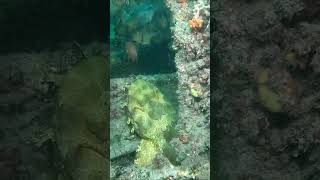 Wobbegong Shark [upl. by Firehs283]