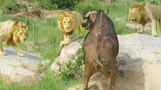 3 Lions Corner Buffalo With Broken Leg [upl. by Nnaesor790]