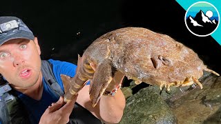 Wobbegong Shark Found in Tide Pool [upl. by Bowrah316]