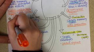 Pituitary Gland Hormones [upl. by Spatola553]