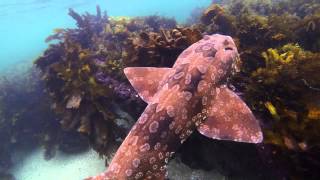 Underwater Sydney  Wobbegong Shark [upl. by Fancie]