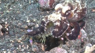 Mantis Shrimp Vs Octopus  the ultimate fight [upl. by Nereids663]