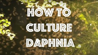 How To Culture Daphnia Magna [upl. by Rolfston946]