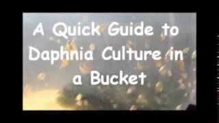 How to culture daphnia outside [upl. by Christine387]