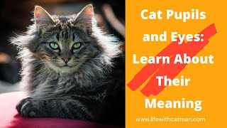 Cat Pupils and Eyes Learn About Their Meaning [upl. by Tania]