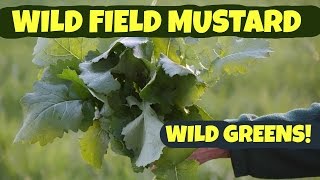 Wild Field Mustard How to Pick and Process [upl. by Adiraf]